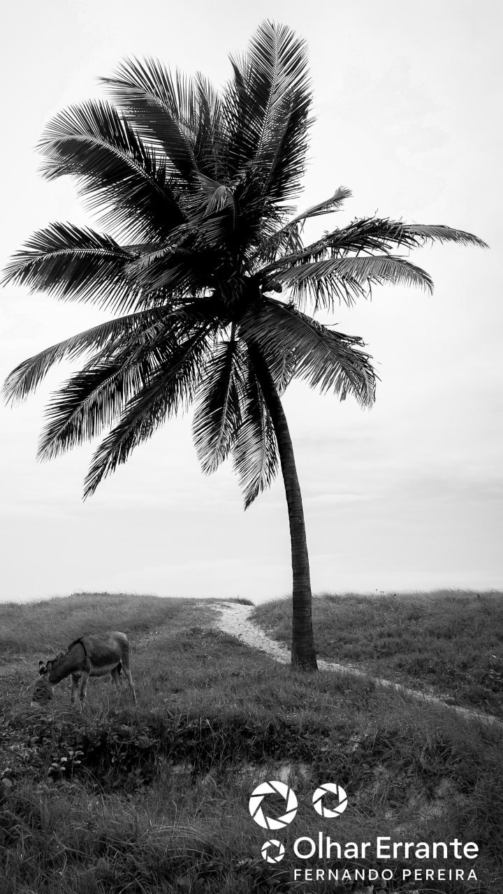 Palmeira solitária, animal pastando, horizonte baixo