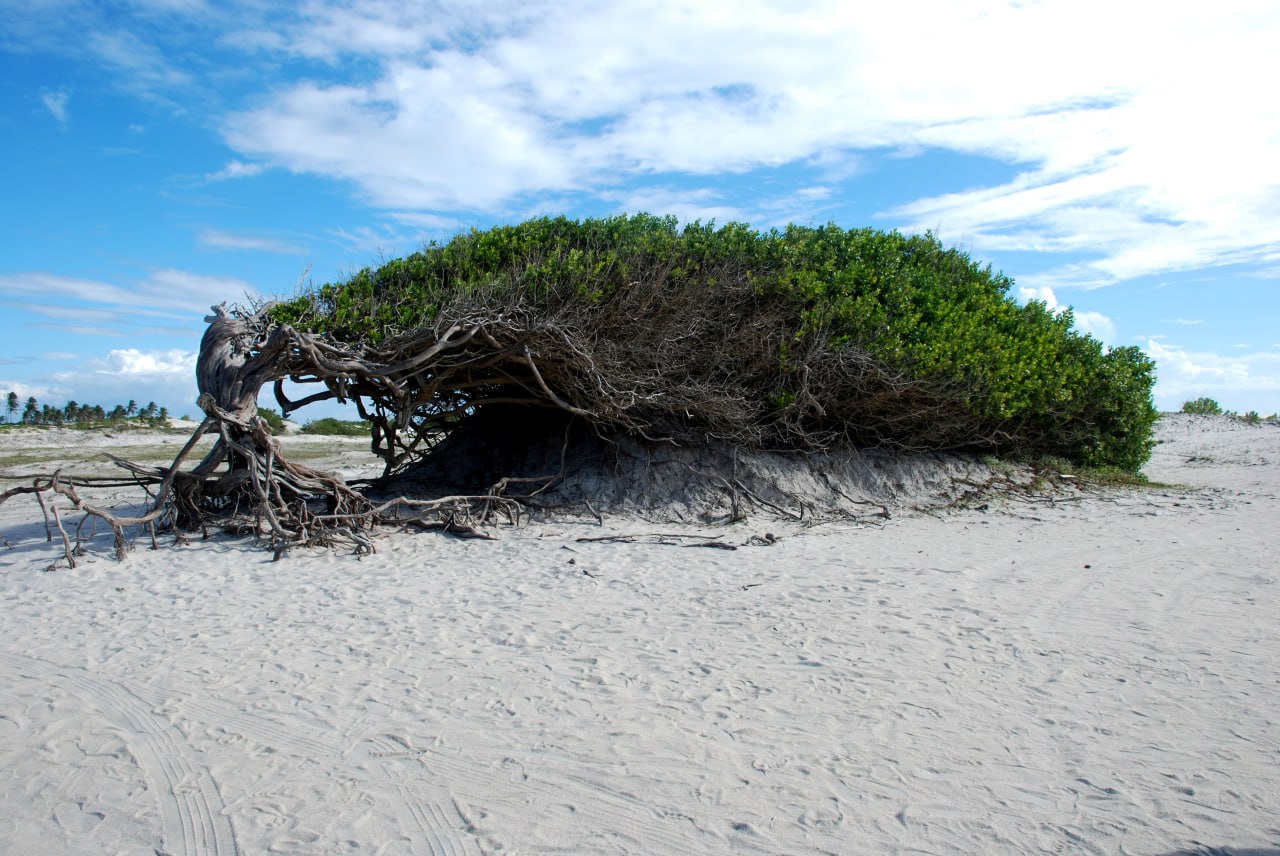 Árvore moldada pelo vento sobre pedra